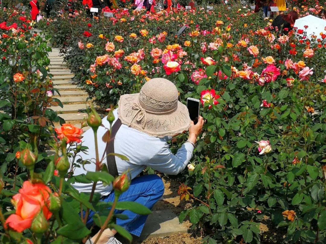 绵阳千亩月季花海今年最后一季惊艳绽放快来免费领门票咯