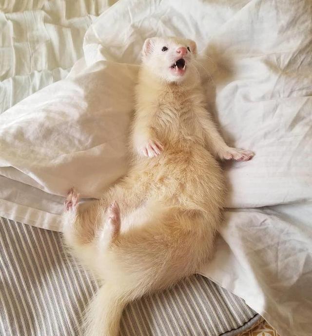 稀罕雪貂被网友当宠物养,日常吃饱睡,睡饱吃,活像一只喵星人