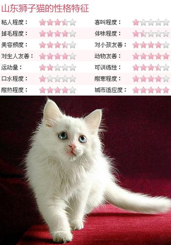 山东狮子猫中国独有,最美丽的异瞳长毛白猫_品种