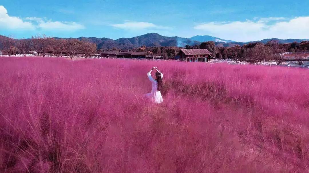 国庆游芦溪丨新晋网红"粉黛乱子草"美翻你的眼!_花海