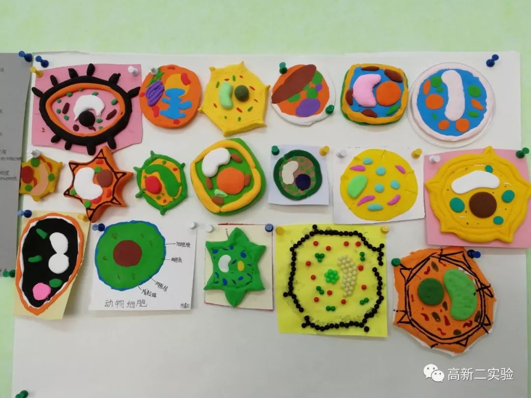 多彩世界初一生物模型制作活动