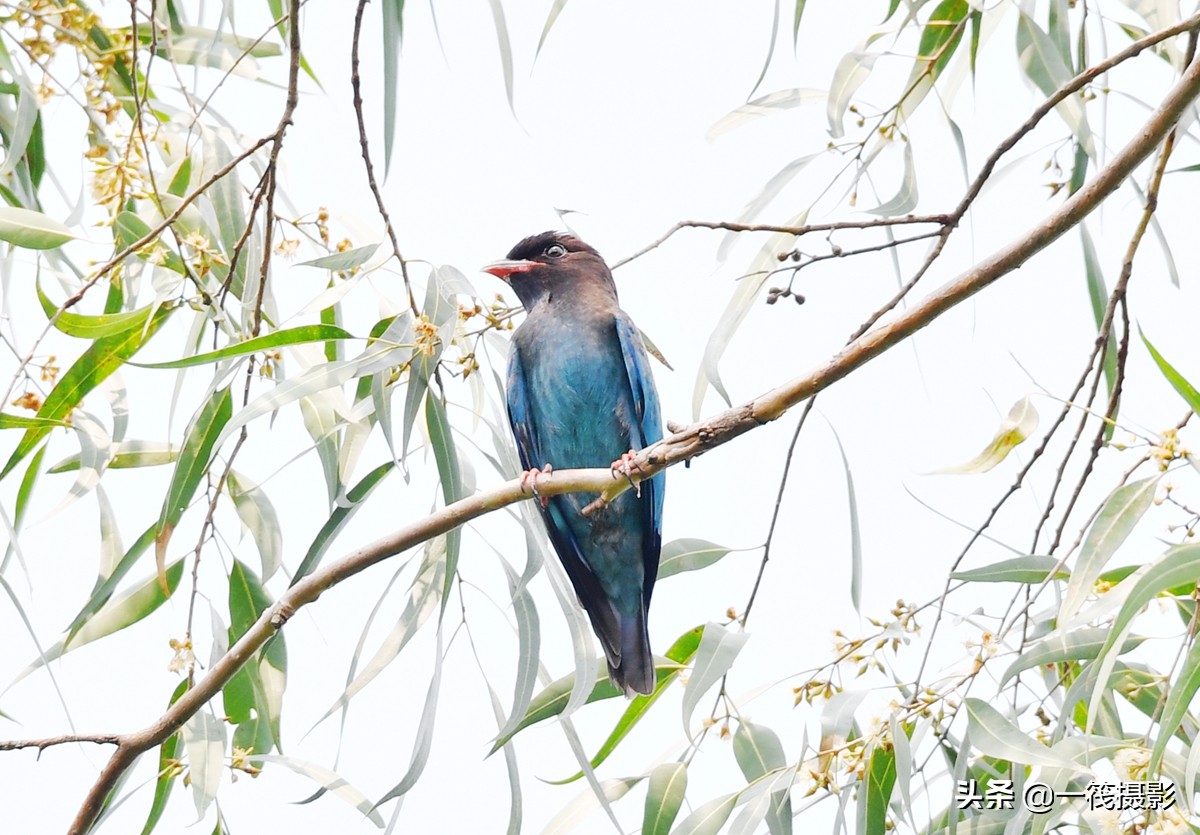 释槐鸟和蓝桉树图片