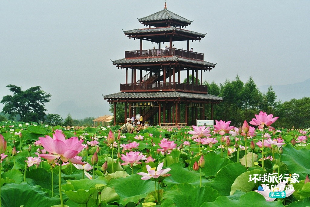 《环球旅行家玩转广西》第二季,中外旅行家带你见识荷城贵港!