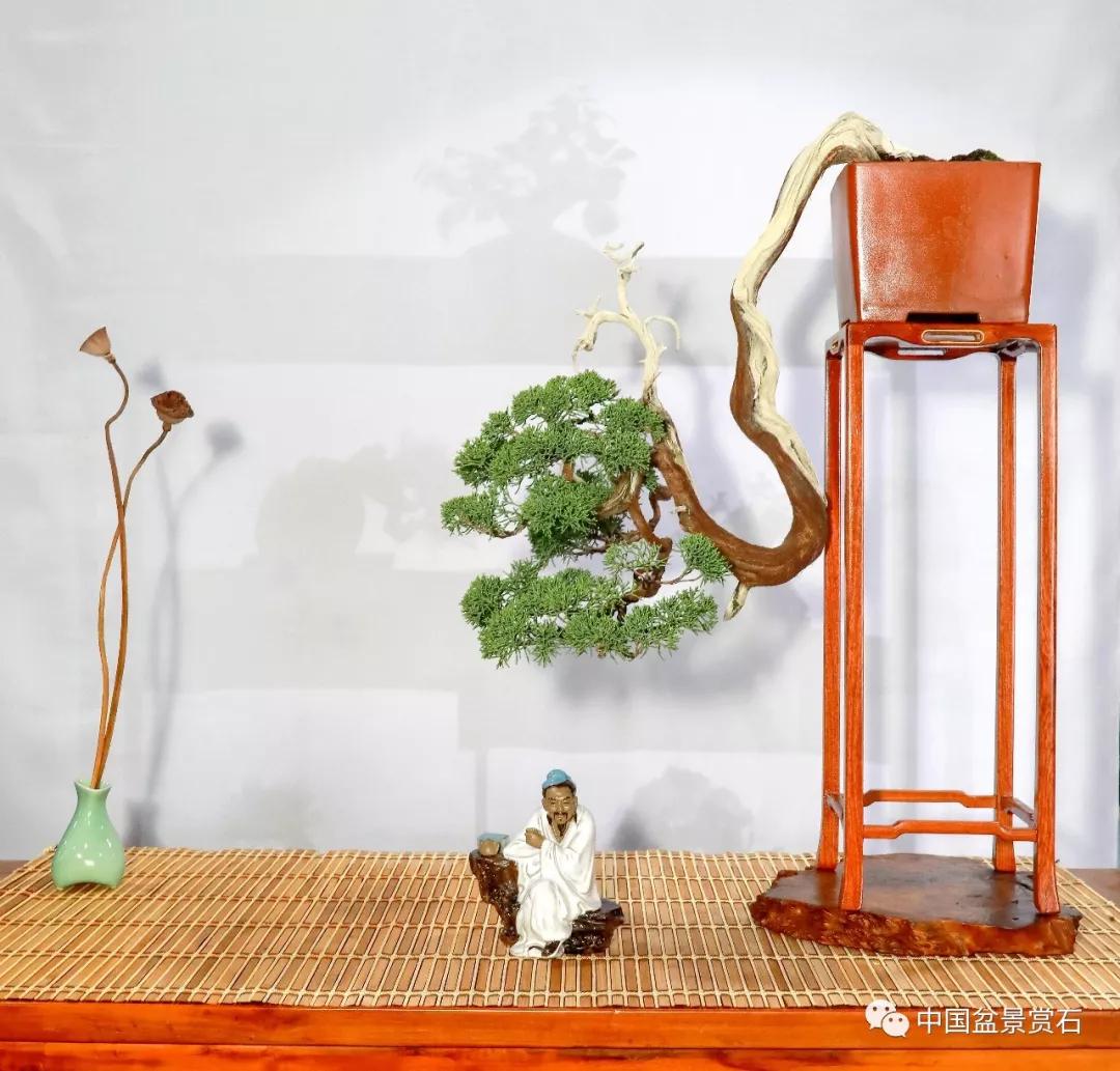 最佳小盆景奖小品组合 王红星藏品最具创意奖"秋韵"小品组合 马景洲