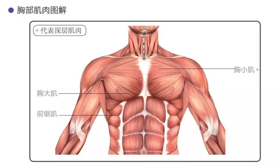 胸腔肌肉解剖图图片