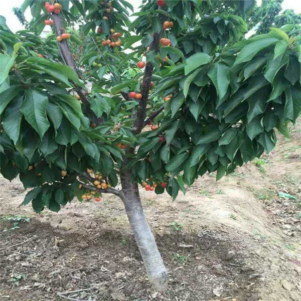 鲁樱3号大樱桃苗介绍图片