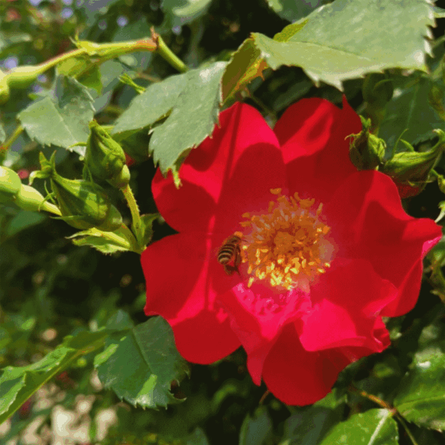 绵阳千亩月季花海今年最后一季惊艳绽放!快来免费领门票咯!