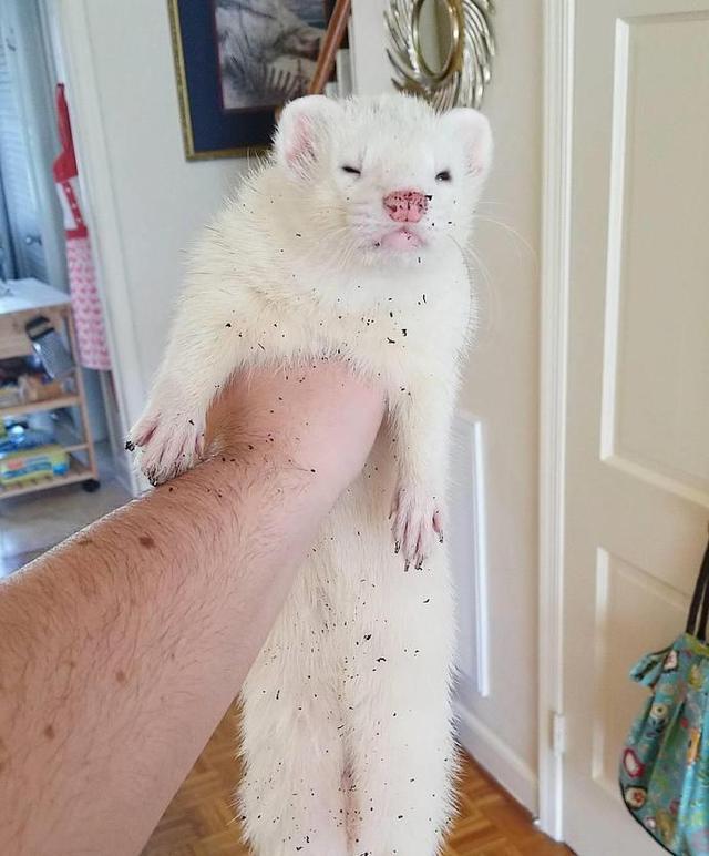 稀罕雪貂被网友当宠物养,日常吃饱睡,睡饱吃,活像一只喵星人