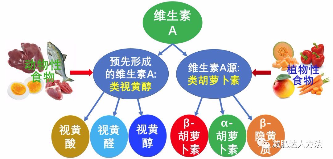 減脂瘦身為什麼需要補充維生素a?_症狀