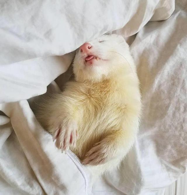 稀罕雪貂被网友当宠物养,日常吃饱睡,睡饱吃,活像一只喵星人