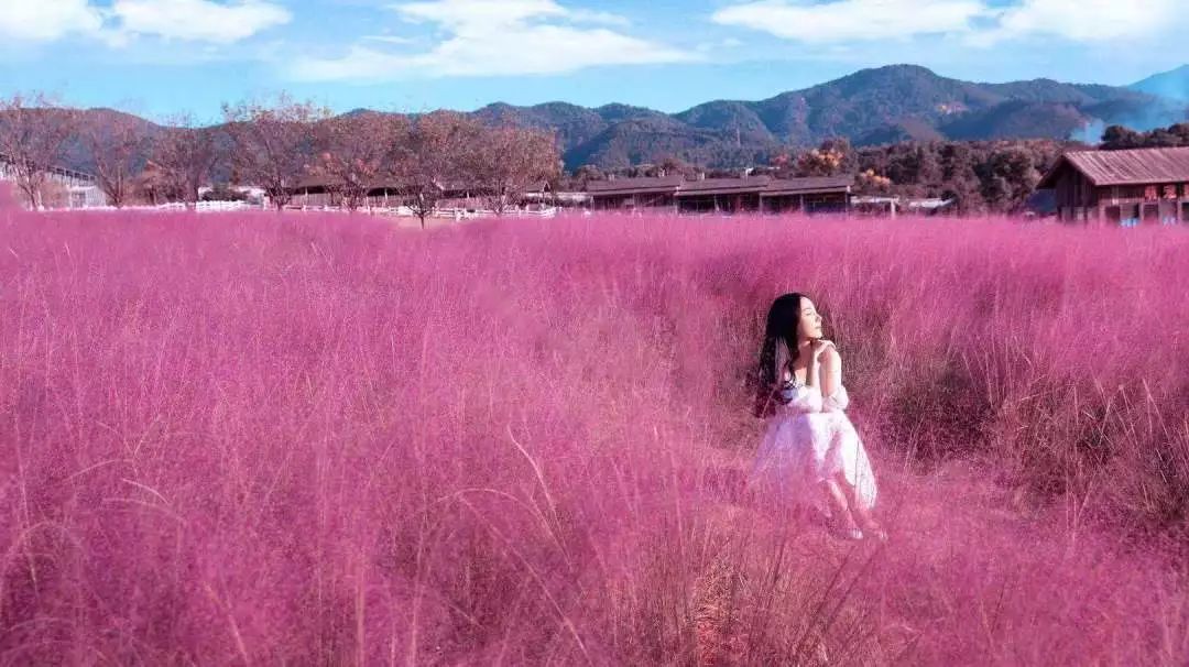 国庆游芦溪丨新晋网红粉黛乱子草美翻你的眼