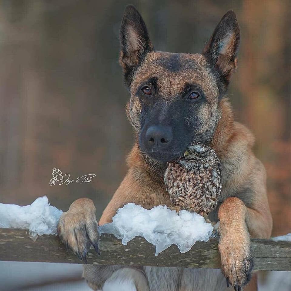 陪伴是最长情的告白,一只狗和一只鸟的友谊