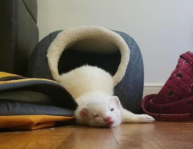 稀罕雪貂被网友当宠物养,日常吃饱睡,睡饱吃,活像一只喵星人