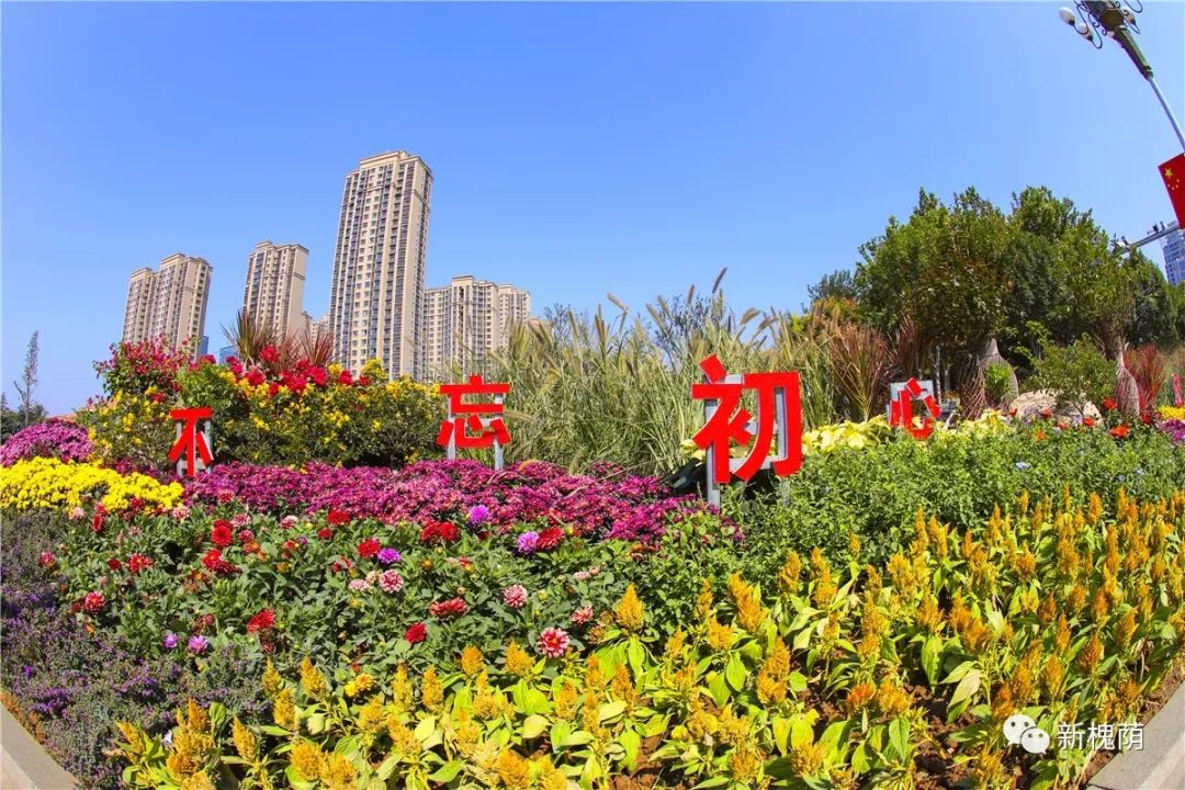 槐荫你为何如此美丽