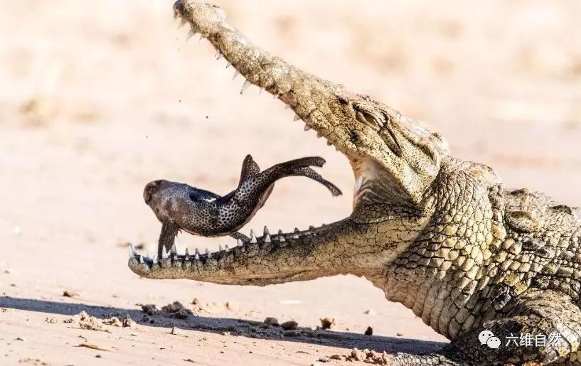 原创清道夫鱼人都不敢吃,鳄鱼却一口一条,网友:鳄鱼也有可爱时候!