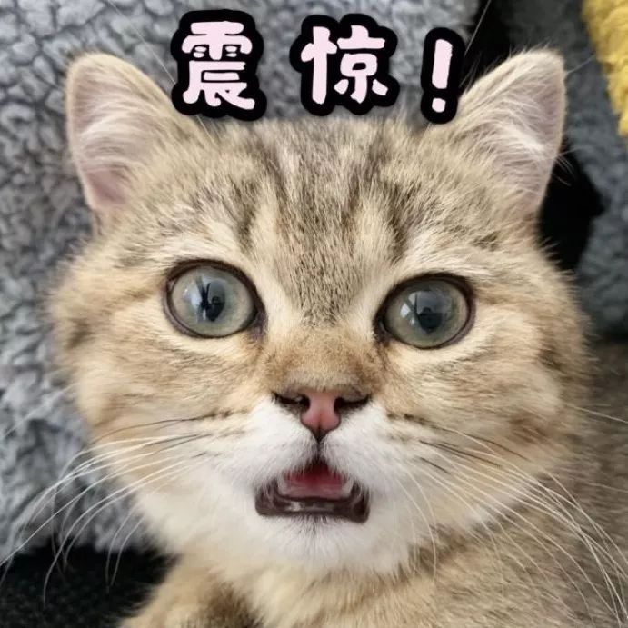 猫头emoji表情图片