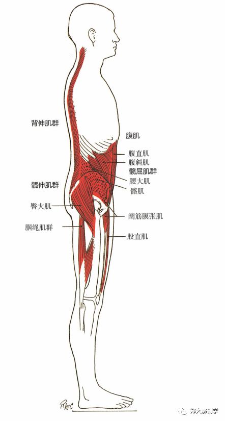 中立位,既不屈曲也不伸展骨盆:中立位,髂前上棘和耻骨联合在同一垂直