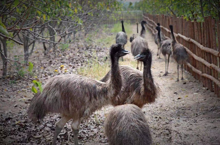 官宣安慶野生動物園開園時間定了附內景