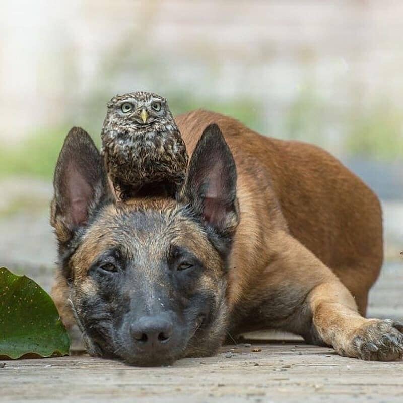 陪伴是最长情的告白,一只狗和一只鸟的友谊