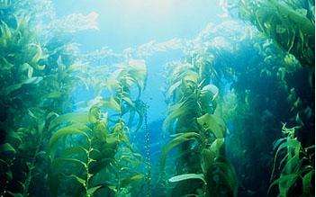 原创精选一组冷知识马尾藻海是洋中之海最清澈的海