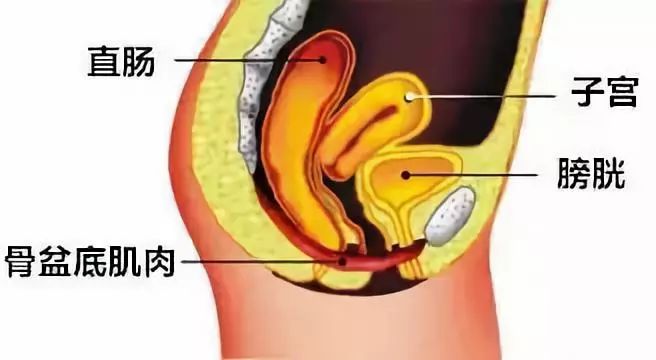 憋害羞每天10分鐘的凱格爾運動可改善你一生的性生活質量