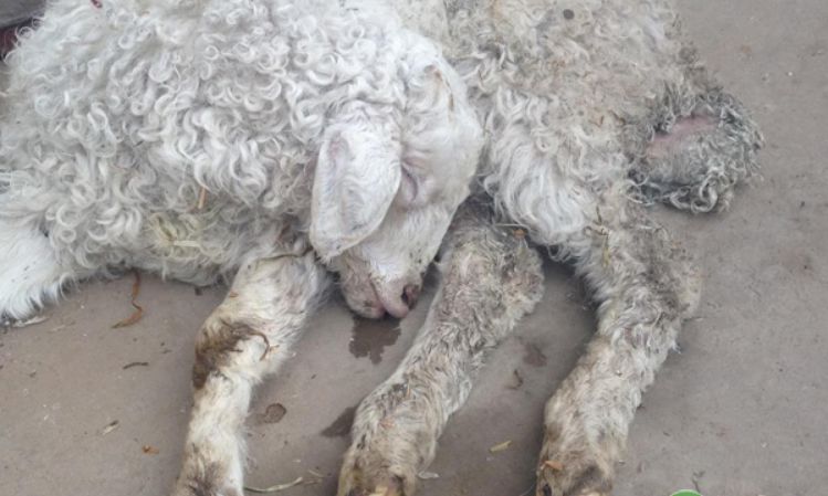 羊拉稀解决方案