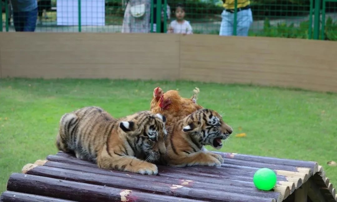 峥嵘70载与国同梦举国同庆水绘有约水绘园邀您与萌虎一起狂欢