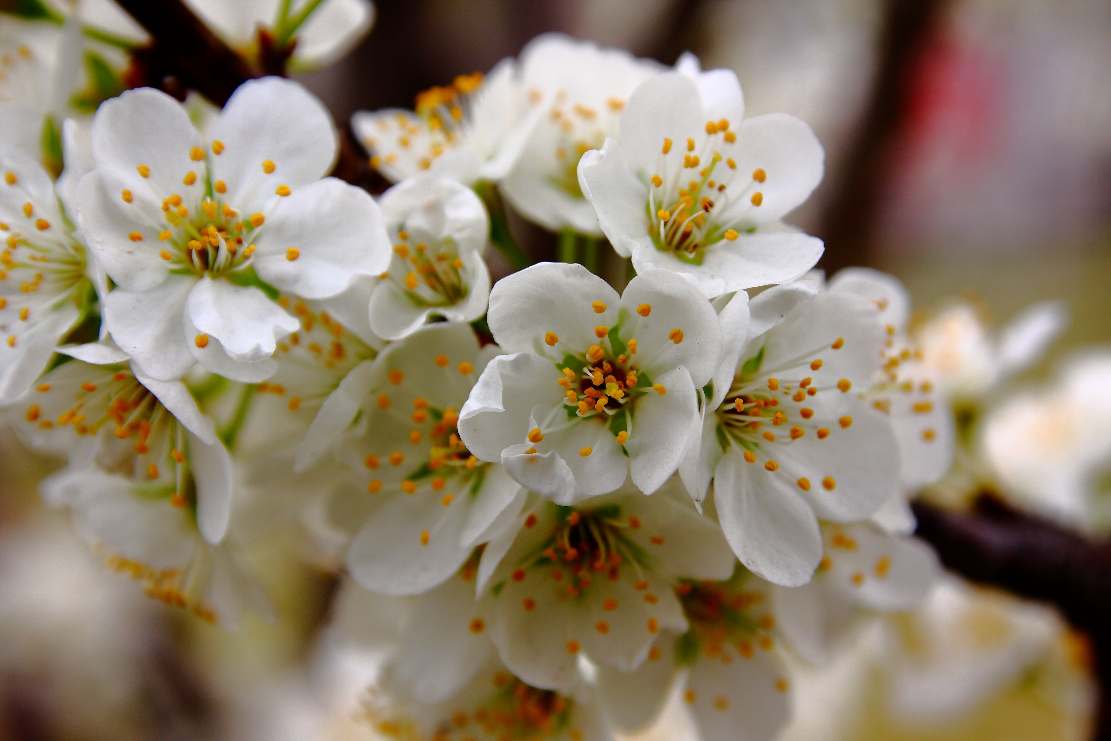 白梅花的功效与作用 白梅花图片 - 医药经
