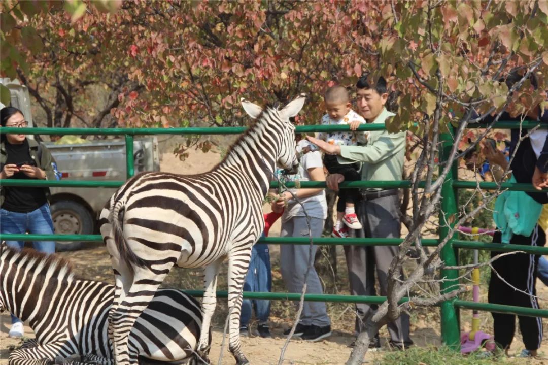 榆林野生動物園開園啦