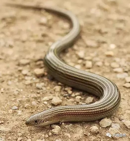 三趾蜥蜴的四肢慢慢消失,是退化成蛇,还是进化成蛇?