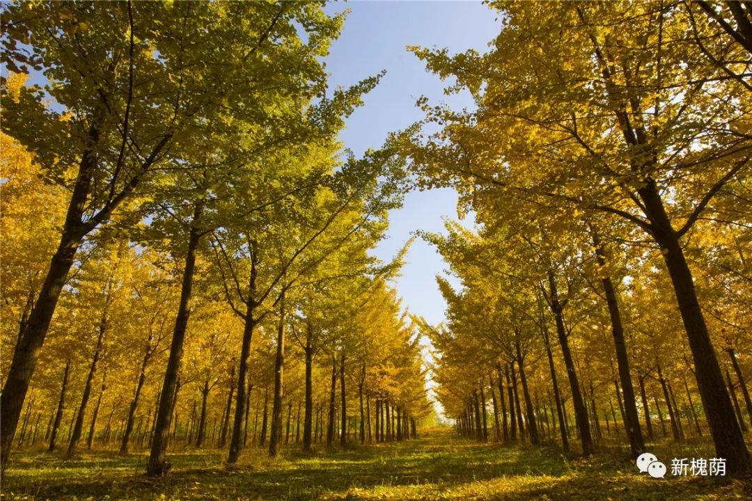 槐荫你为何如此美丽