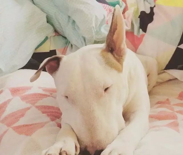 而发病的症状则是追着自己的尾巴跑 牛头梗绝对是犬界的搞笑担当!