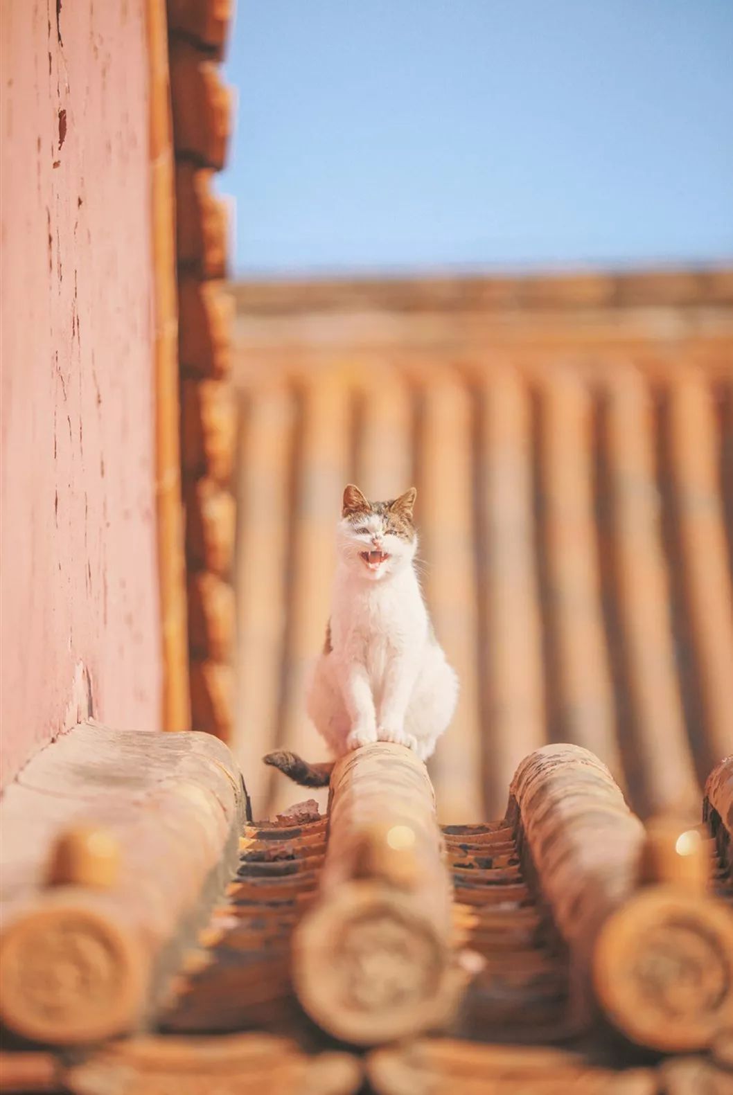 一年30 多趟故宫,只为拍摄超赞「故宫猫咪图籍」!