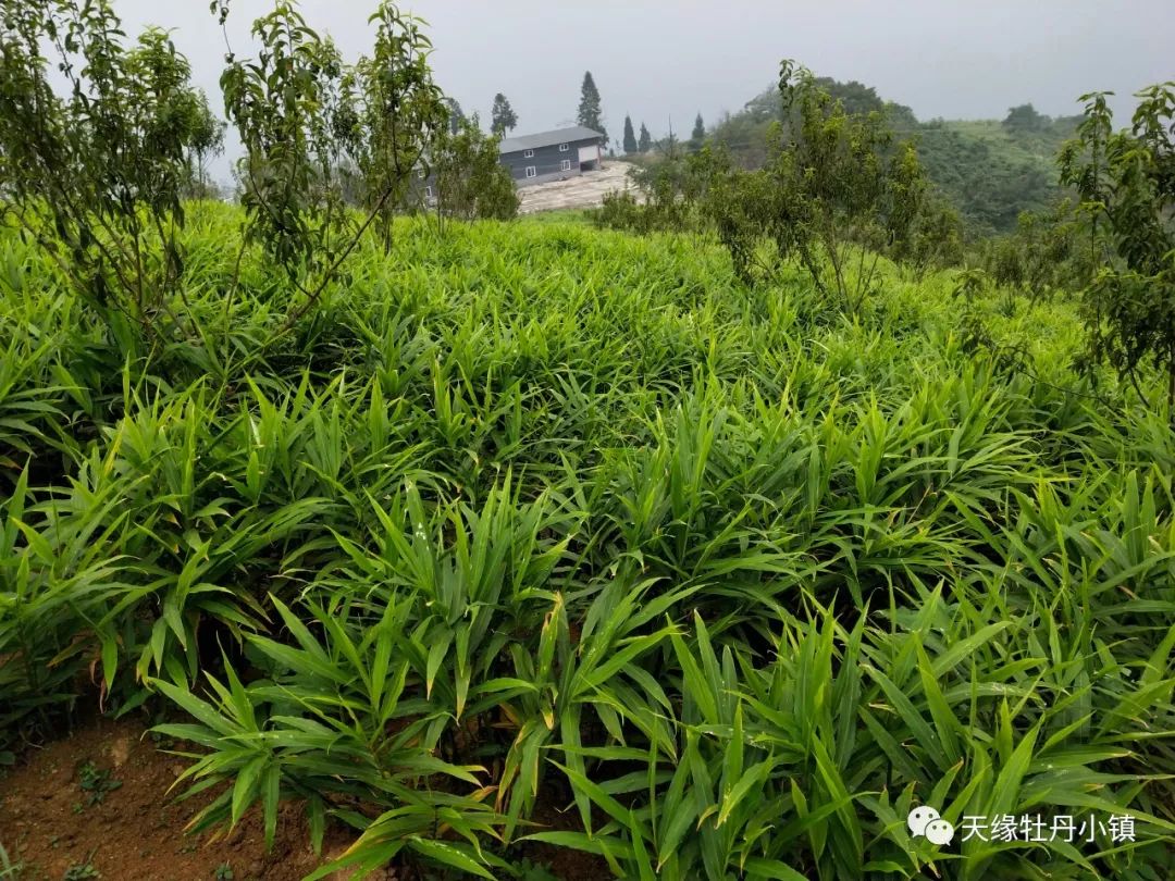 天缘牡丹基地的种子姜开始预售了_生姜
