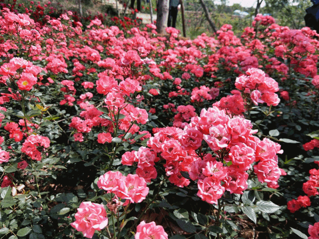 绵阳千亩月季花海今年最后一季惊艳绽放!快来免费领门票咯!