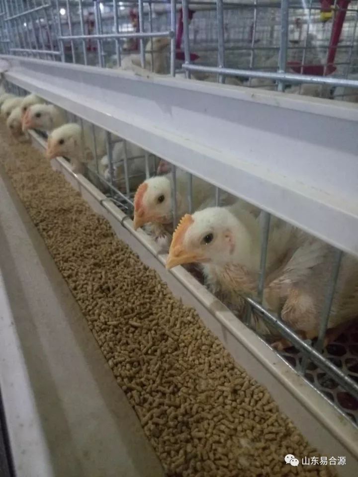 新思维养殖:笼养肉鸡的饲养管理全篇(很详细)_雏鸡
