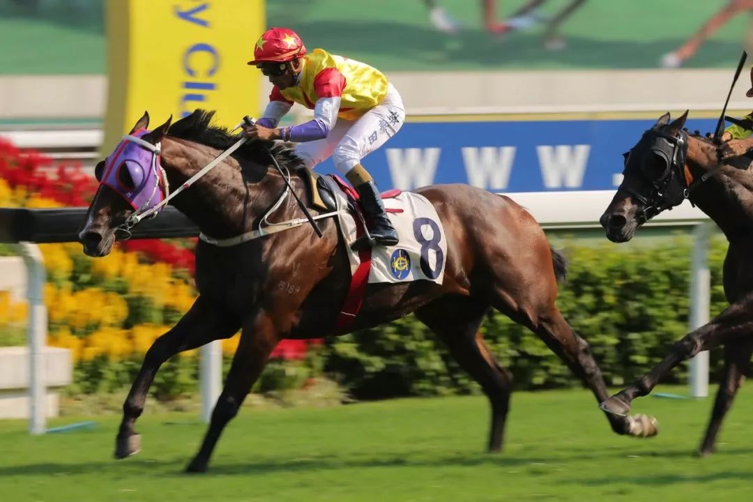 【沙田赛事】美丽系连捧两杯