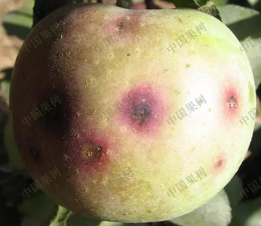 【苹果技术篇】苹果炭疽病防治技术!