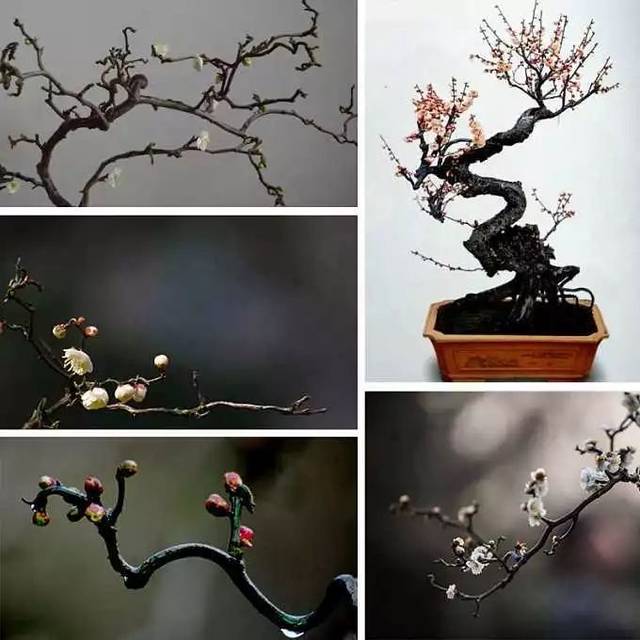 每日一花龙游梅枝干自然扭曲花态蝶形