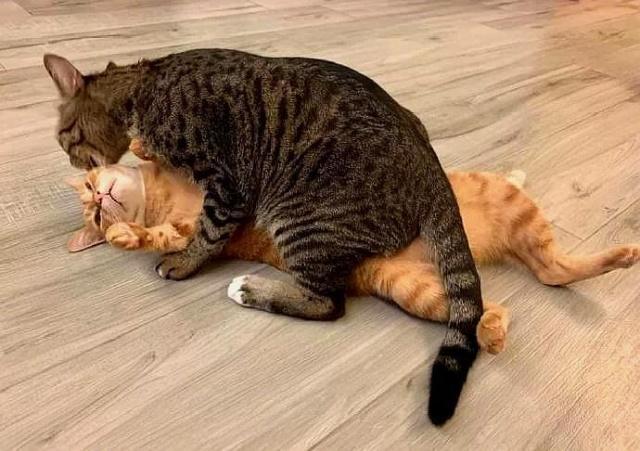 橘猫不知做错什么,被狸花强压着舔毛,表情都快哭了!