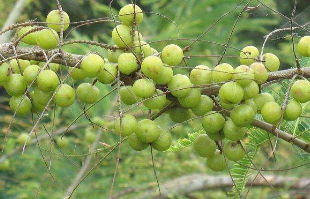 农村这种野果,俗称"油金子",既美容又减肥,秋季吃效果最好
