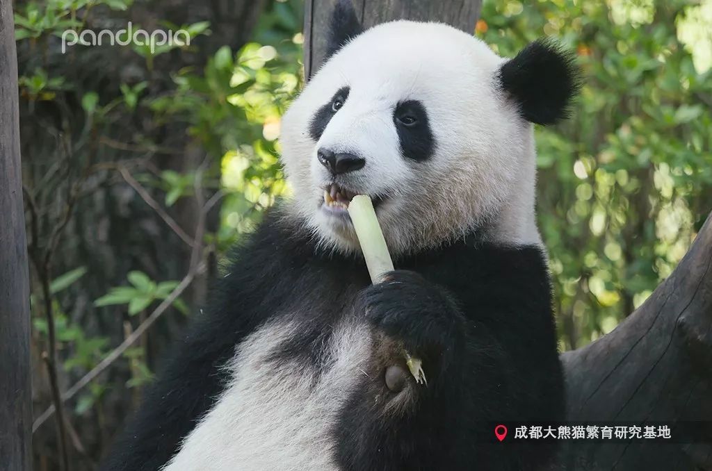 做一个霸气的萌主,要不怕酸!_大熊猫