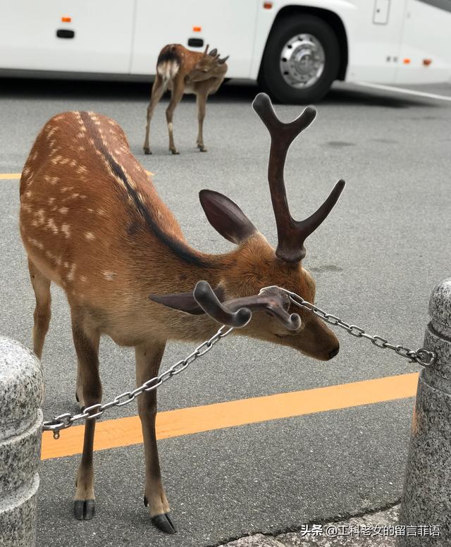 鹿族图片