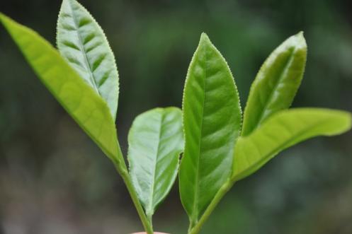 叶掌柜讲茶:大红袍茶名称是什么时候出现的?它的名字是怎样来的?