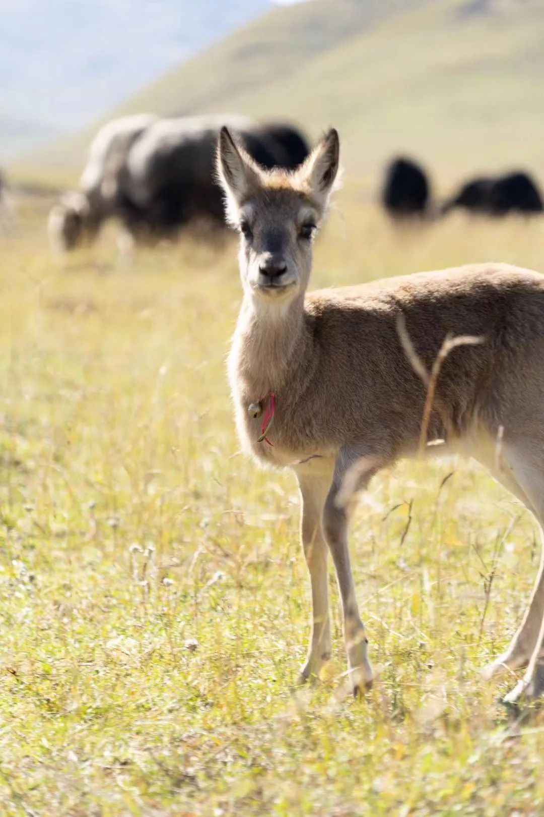 不再孤单的小羚羊