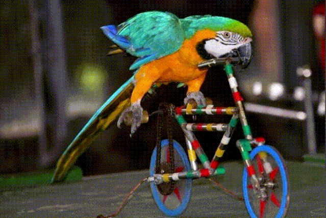 639_427gif 动态图 动图