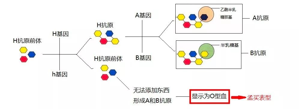 孟买型血型图片