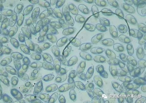 养殖中出现孢子虫怎么办