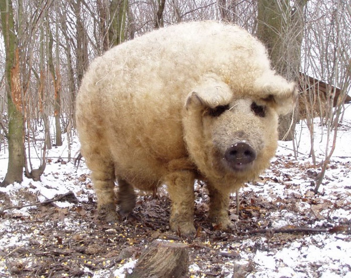 世界罕见的绵羊猪味道极其鲜美比普通猪贵5倍中国养不活