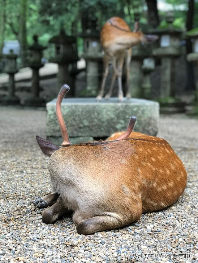 鹿族图片